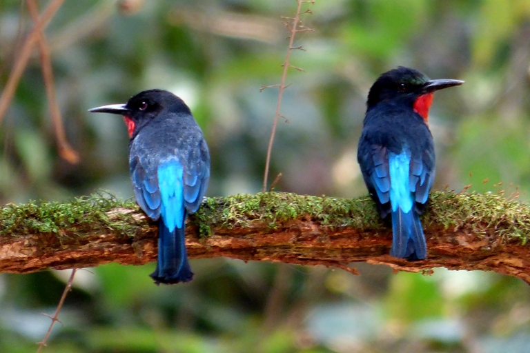birds of Kibale forest national park