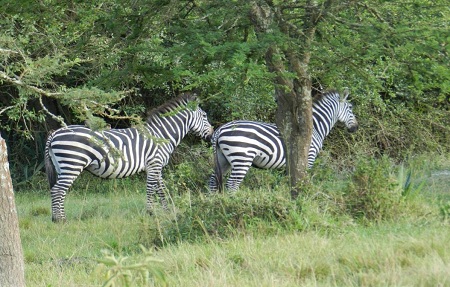 L. Mburo National park Uganda