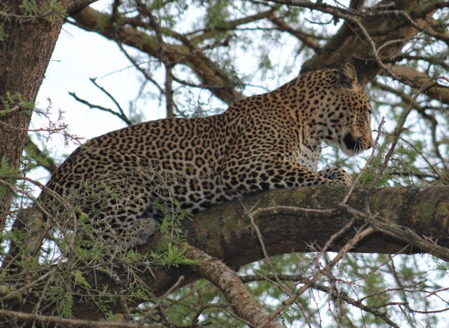 leopard in queen elizabeth national park