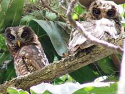 african_wood-owl_20160820_1476315770