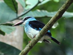 blue-breasted_kingfisher_20160930_1222503155