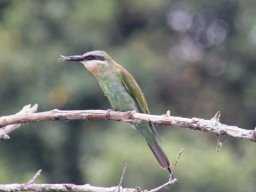 blue-cheeked_bee-eater_20160820_2013512444