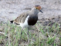 brown-chested_lapwing_20161011_1901993655
