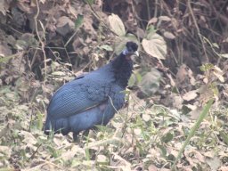 crested_guineafowl_20160728_1311349005