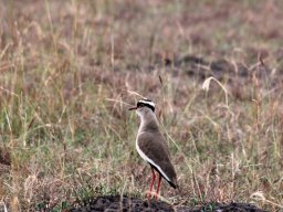 crowned_lapwing_1_20160728_2029759906