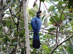great_blue_turaco_20160728_1950381975