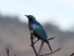 greater_blue-eared_starling_20161011_1675294219
