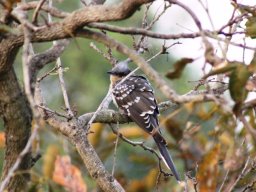 greater_spotted_cuckoo_1_20160728_2014452724