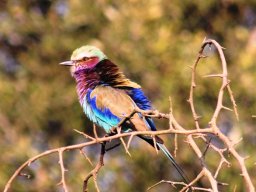 lilac-breasted_roller_20160818_1979474711