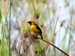 northern_brown-throated_weaver_20160926_1580944627