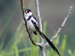 pin-tailed_whydah_20160824_1683502481