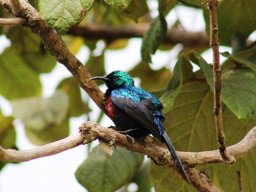 red-chested_sunbird1_20160820_1721039393