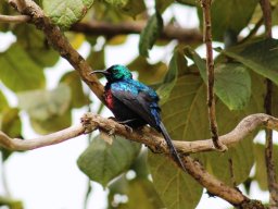 red-chested_sunbird_1_20160728_2095949444