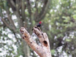 red-faced_barbet_1_20160728_1904310045
