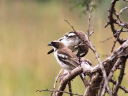 white-browed_sparrow-weaver_20160917_1981906688