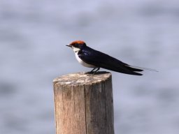 wire-tailed_swallow_1_20160728_1454913499