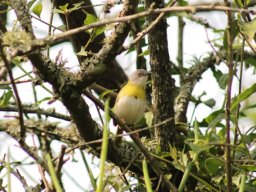 yellow-breasted_apalis_1_20160728_1092082000
