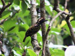 yellow-spotted_barbet_20160728_1106506616