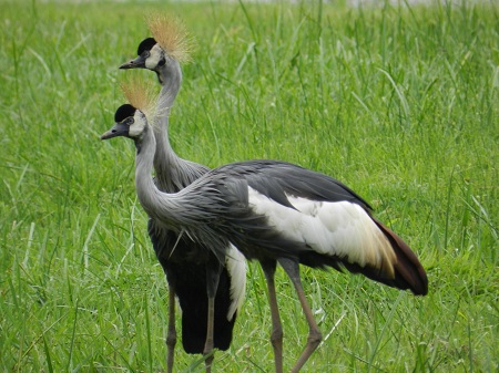 Uganda Birding tirp