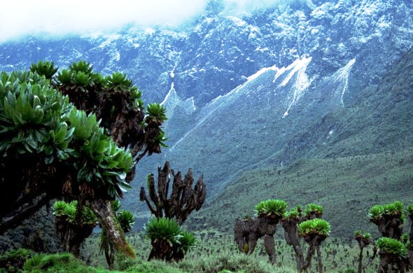 Rwenzori mountain ranges Uganda
