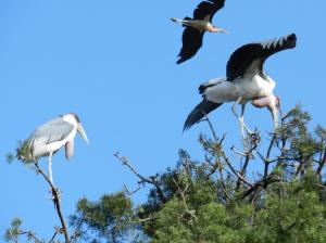 Uganda Birding Tour