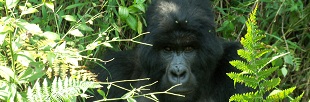 Uganda Primates trekking - Mountain Gorilla