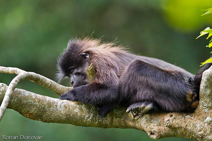Ugandan endemic - The Uganda Mangabey, the species of old monkey only found in Uganda in Mabira central forest reserve