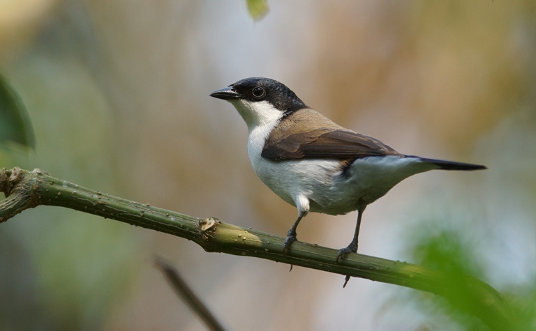 Birding along Bigodi community wetland sanctuary