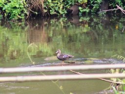 african_black_duck_20160728_1234472258