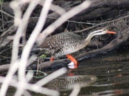 african_finfoot_20160820_1438866492