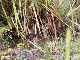 african_water_rail_20160728_1921497384