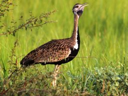 black-bellied_bustard_20160818_1337310075