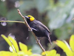 black-billed_weaver_1_20160728_1904116334