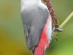 black-crowned_waxbill_20160824_1207598003