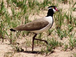 black-headed_lapwing_20161011_1830386037