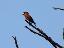 blue-throated_roller_20160728_1216445676