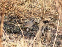 bronze-winged_courser_1_20160728_1125684526