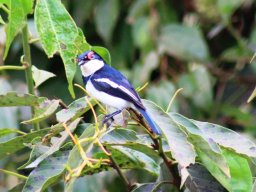 brown-throated_wattle-eye_1_20160728_1422587852