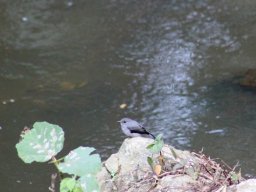 cassins_grey_flycatcher_20160728_1712279766