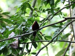 chestnut-breasted_negrofinch_20160728_1307360302