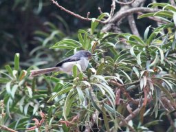 chestnut-throated_apalis_1_20160728_1993425305