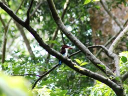 chocolate-backed_kingfisher_1_20160728_1282071229