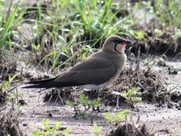 collared_pratincole_20161011_1949626375