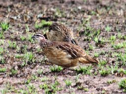 crested_francolin_20161011_1392054764