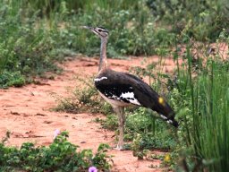 denhams_bustard_20160818_1018089077