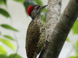 green-backed_woodpecker_20160824_1620638118