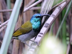 green-headed_sunbird_20160824_1728375110