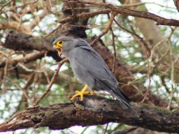 grey_kestrel_20160908_1099670838