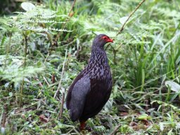 handsome_francolin_20160728_1809336964