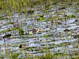 lesser_jacana_20160728_1302981410